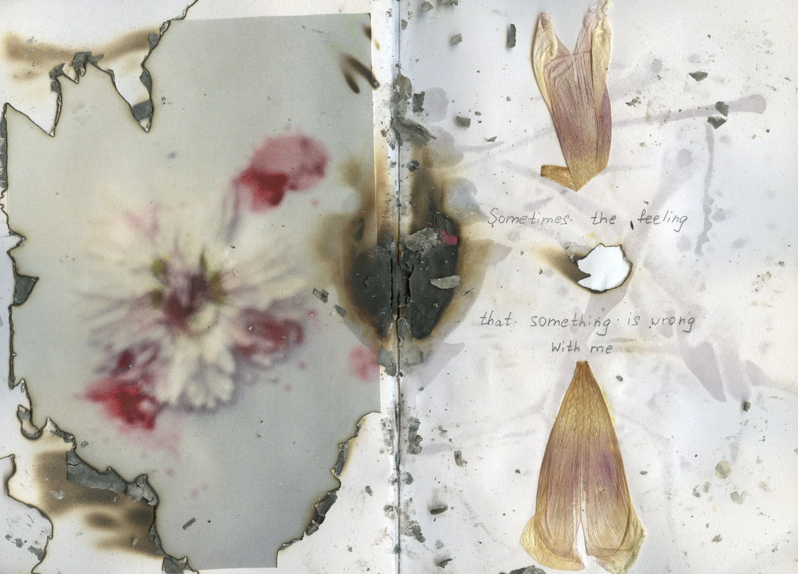 Spread with burnt edges, a red flower print and dried petals