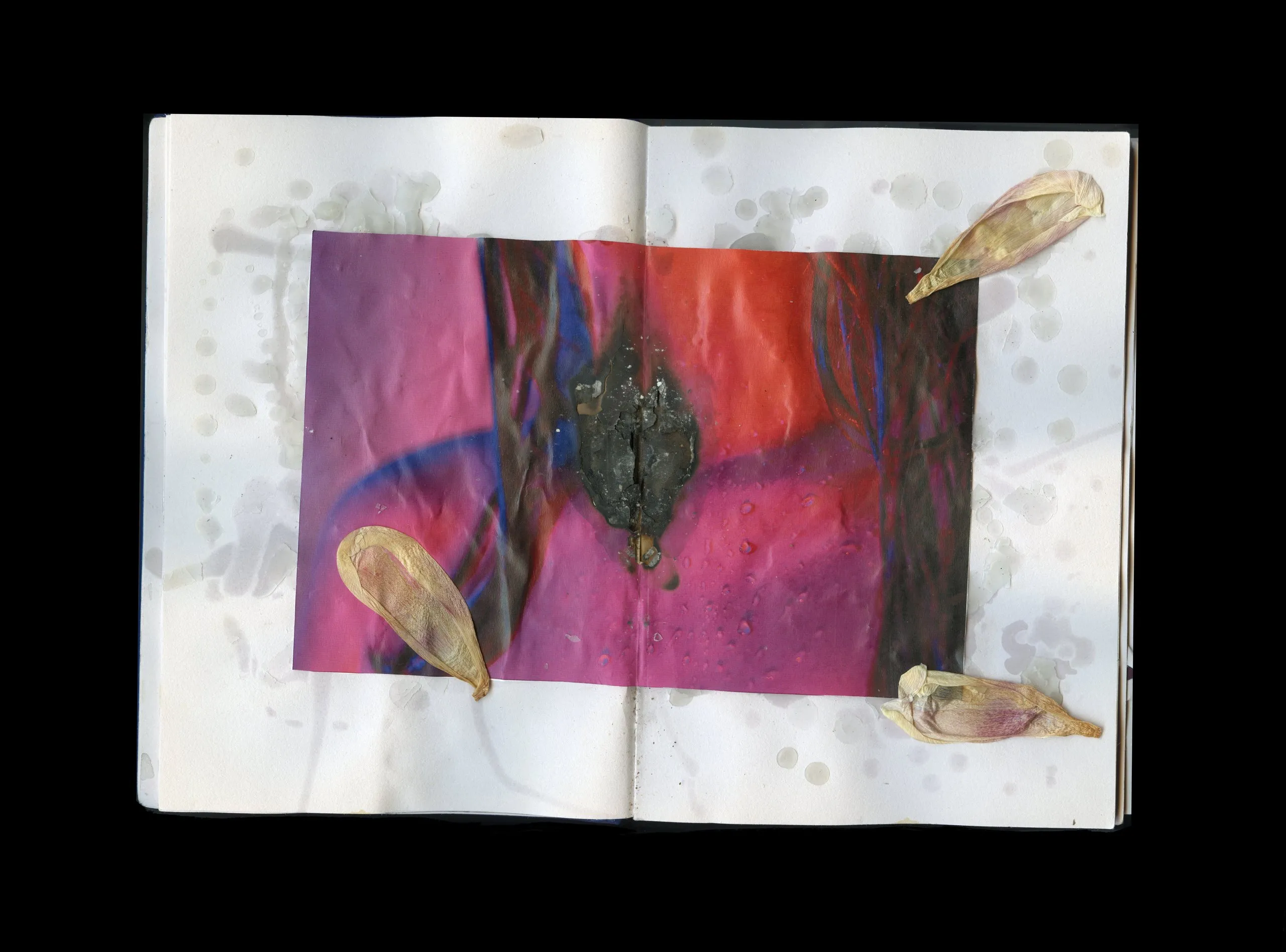 Open art book with a pink and red photograph and dried petals
