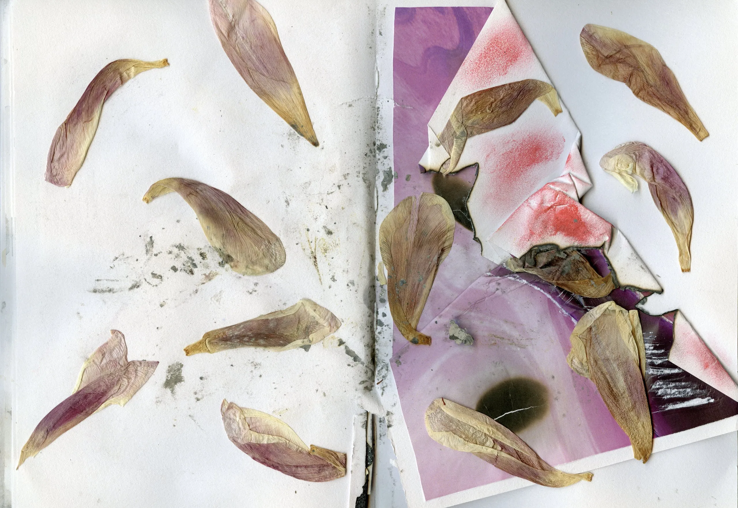 Scattered dried petals