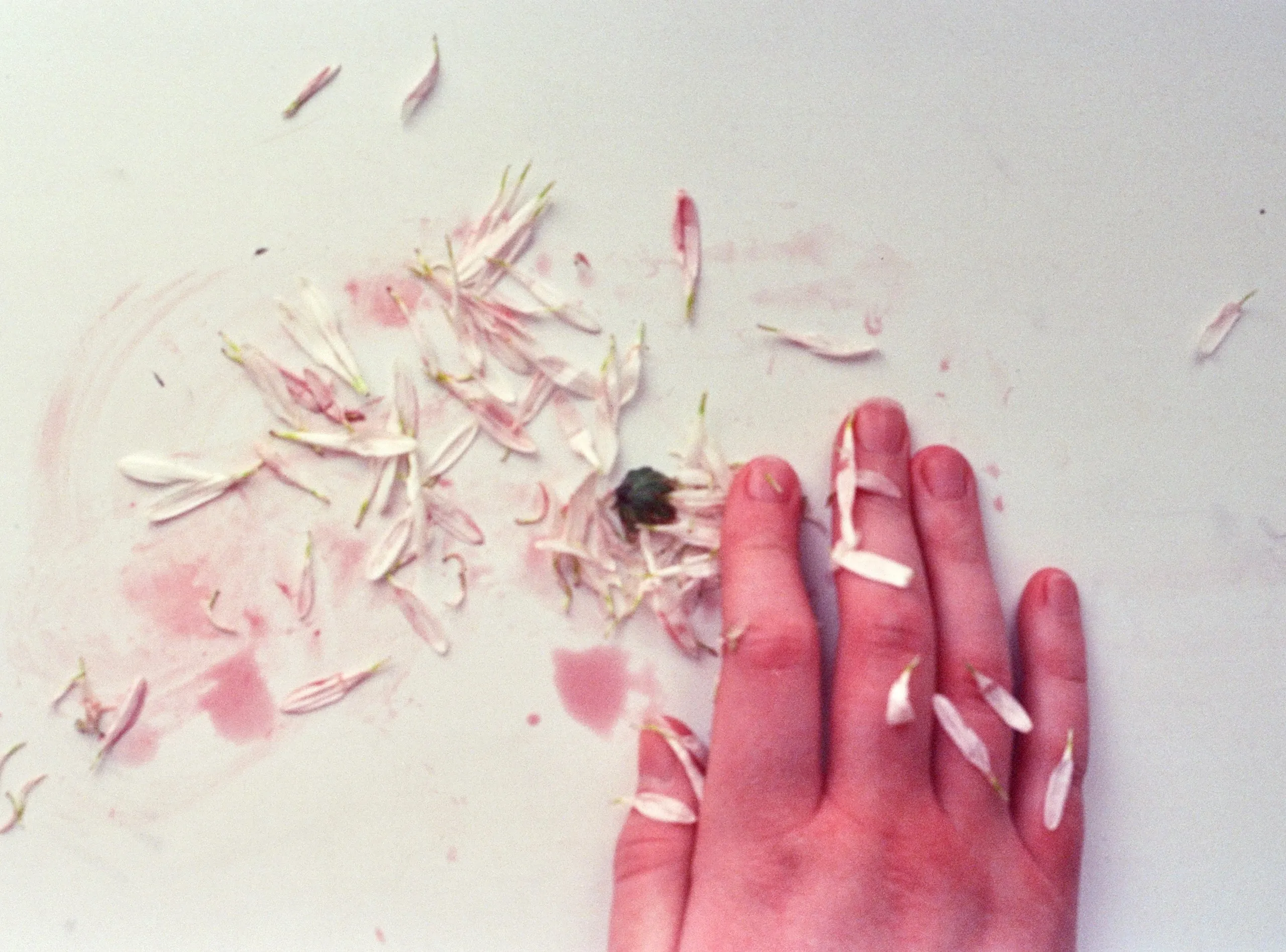 Pink hand among rose petals