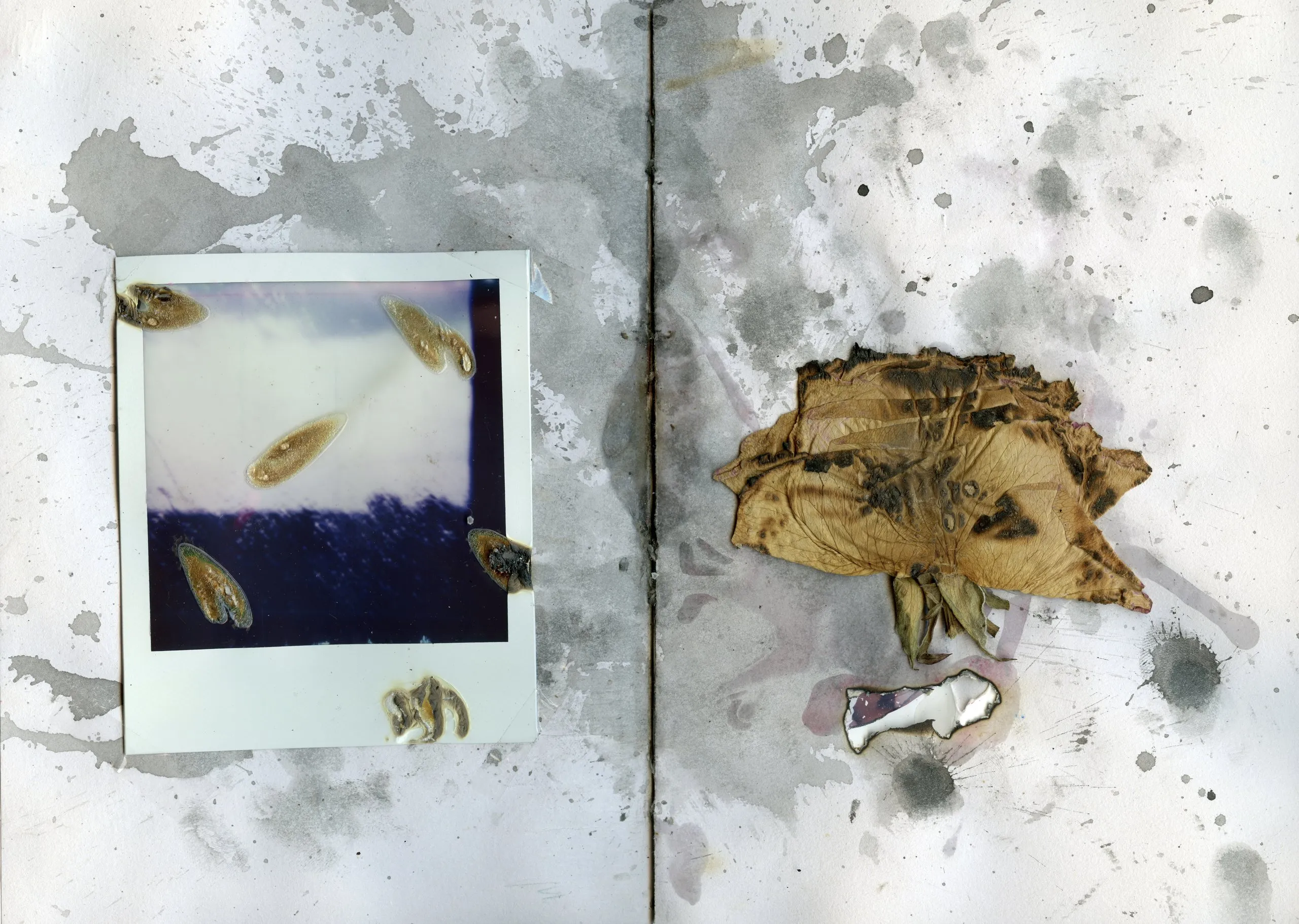 Spread with a polaroid of the sky and dried petals